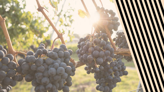 The Claims Against Resveratrol - Debunked
