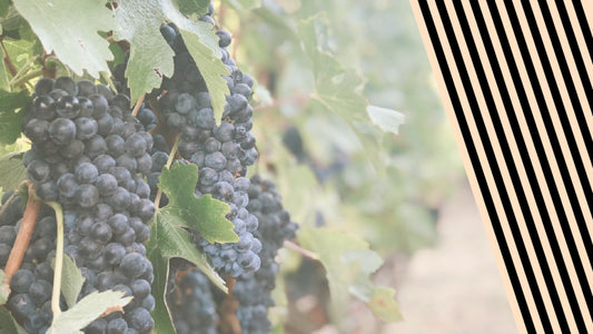 All things Resveratrol