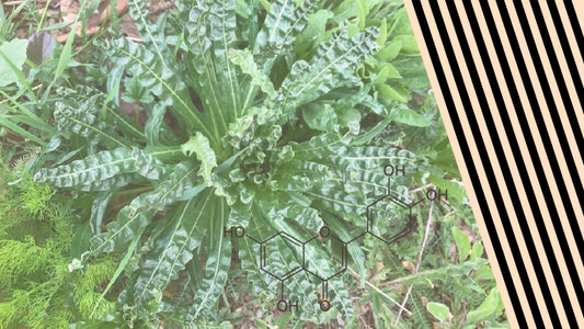 Your Guide to Luteolin