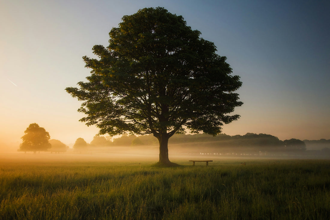 Moringa: The Science-Backed Benefits of the "Tree of Life"