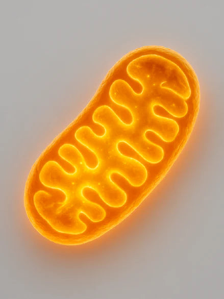 Early Cellular Changes